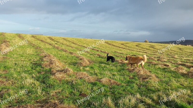 Culloden Dog Walk Leonberger Labrador Bestfriends