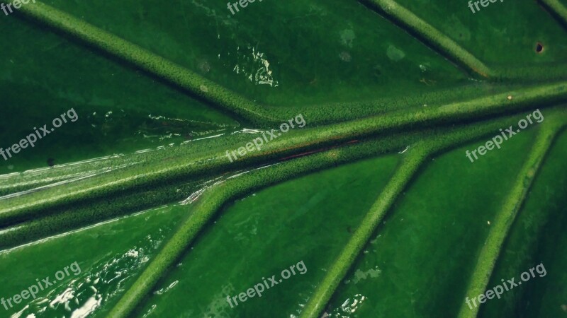 Green Leaf Leaves Mesopodium Petiolus Green