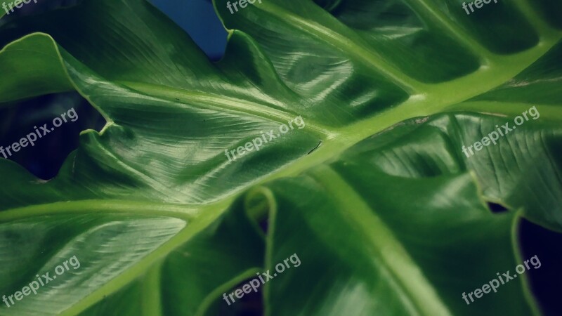 Green Leaf Leaves Mesopodium Petiolus Green