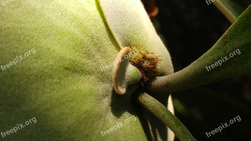 Fern Platycerium Shoots Flora Nature