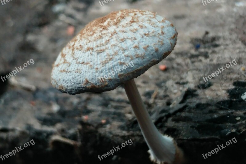 Mushroom Fungus Moss Humid Nature