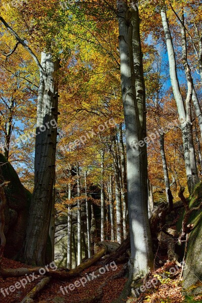 Autumn Beech Autumn Colors Free Photos