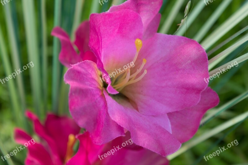 Orchid Flower Close-up Close Up Close