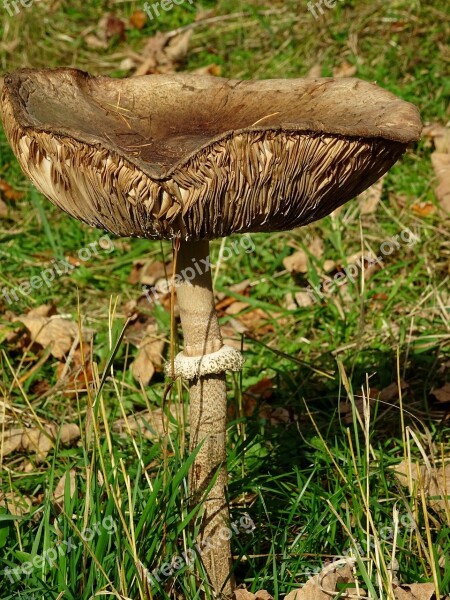 Mushroom Screen Fungus Forest Disc Fungus Nature