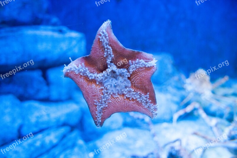 Starfish Aquarium Underwater Marine Star