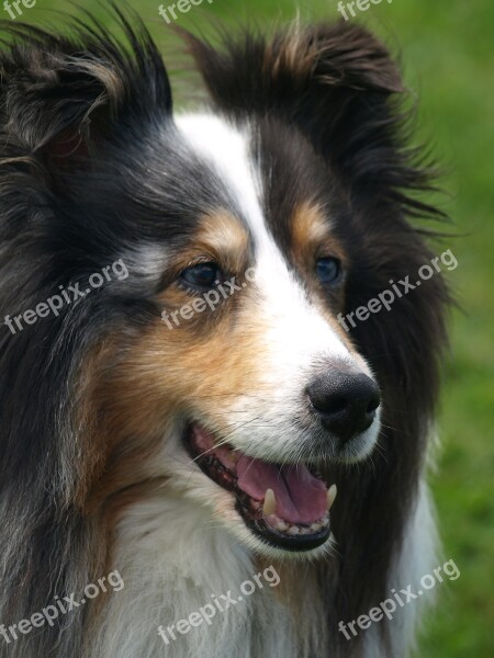 Sheltie Dog Pet Animal Free Photos