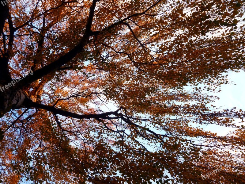 Tree Birch Autumn Deciduous Tree Nature