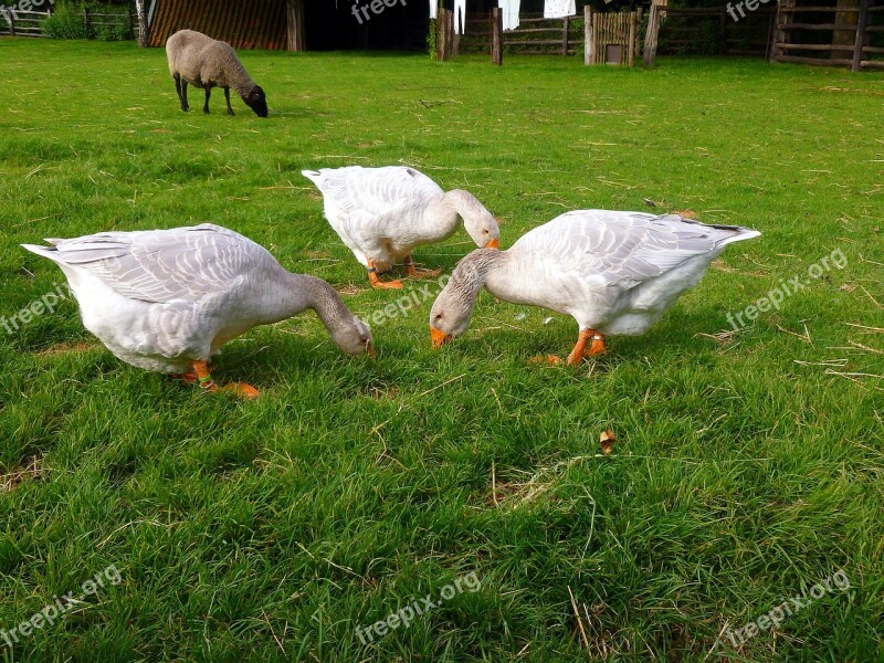 Geese Three Sheep Meadow Grass