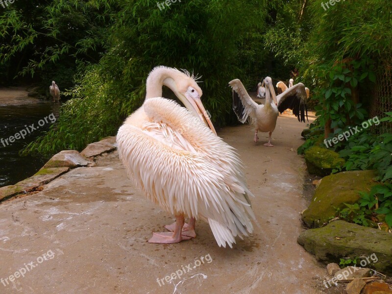 Pelikan White Pelican Water Bird Bird Pink