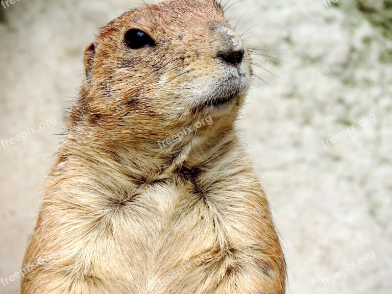 Marmot Rodent Croissant Mankei Meerkat