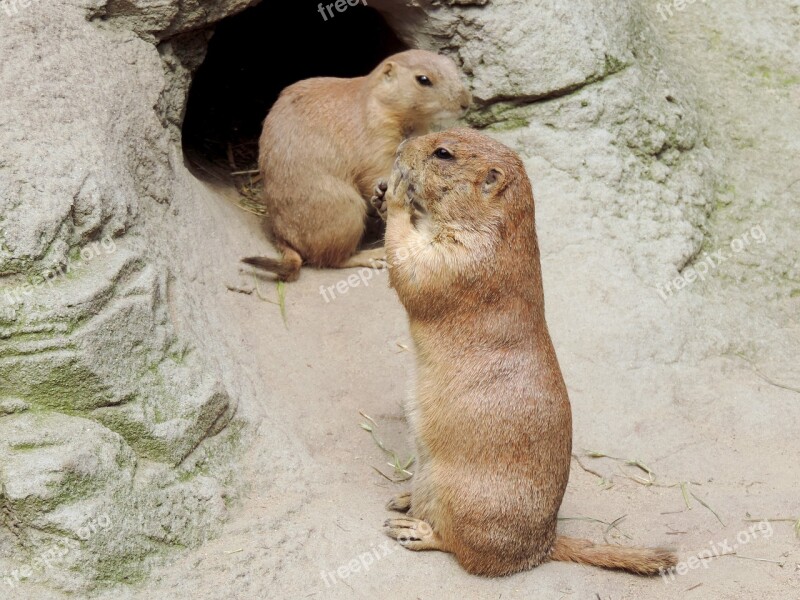 Marmot Rodent Gophers Mankei Animal's Den