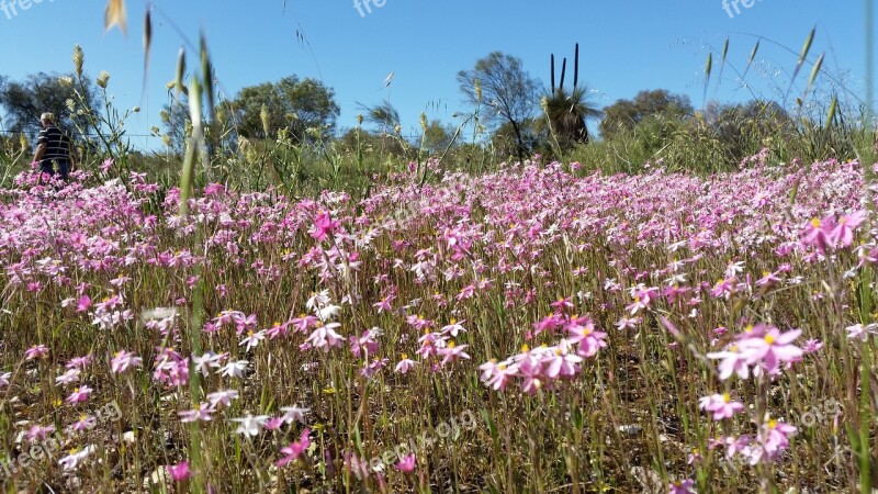 Wildflowers Daisies Australian Flowers Western Australia Western Australian Wildflowers