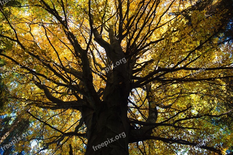 Forest Green Nature Sun Sunbeam