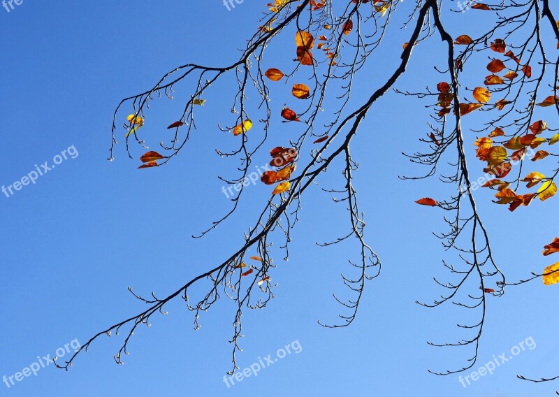 Autumn Branches Brown Leaves Buds Approach Bud Golden October