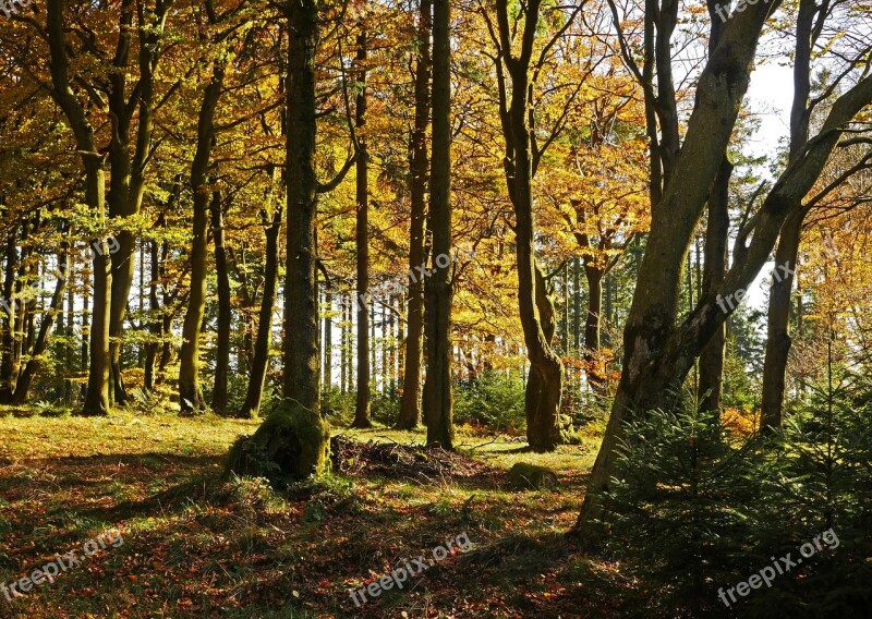 Autumn Forest The Ebbe Mountains Sauerland Altitude Northern Bright