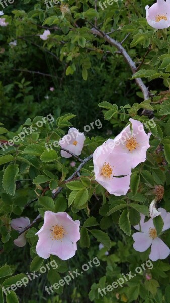 Rosehip Rosa Flower Branch Plug