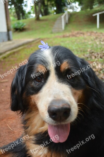 Dog Old Dog Smile Cute Flower