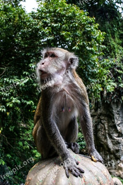 Thailand Nature Monkey Tourism Attention