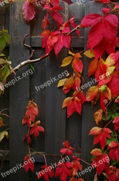 Autumn Fall Foliage Golden Autumn Leaves Colorful