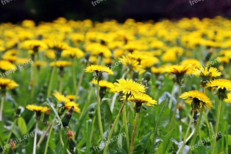 Dandelions Greens Nature Summer Plant