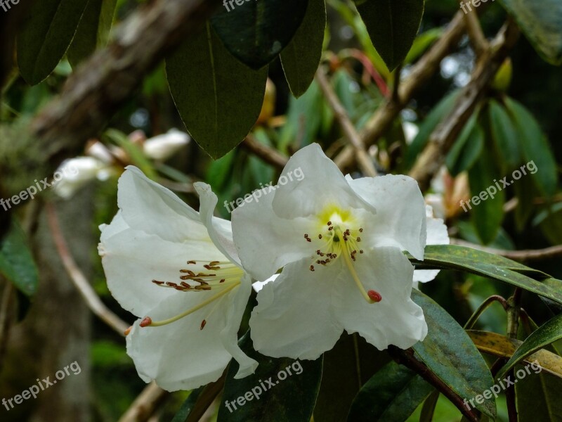 Nature Garden Petal White Flower Plant