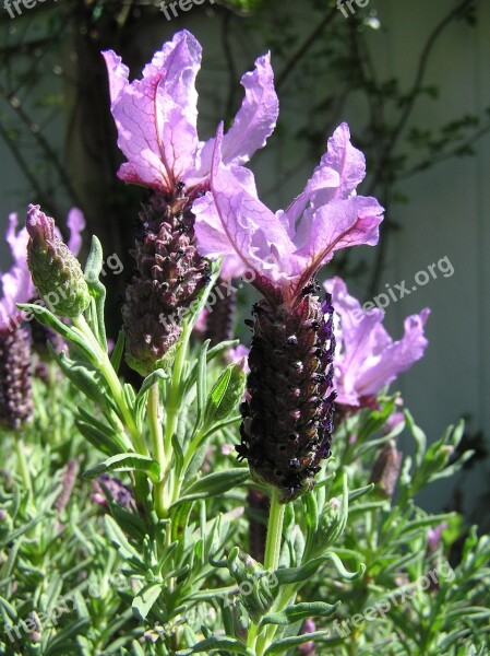 Lavender Mauve Fragrance Aromatherapy Free Photos