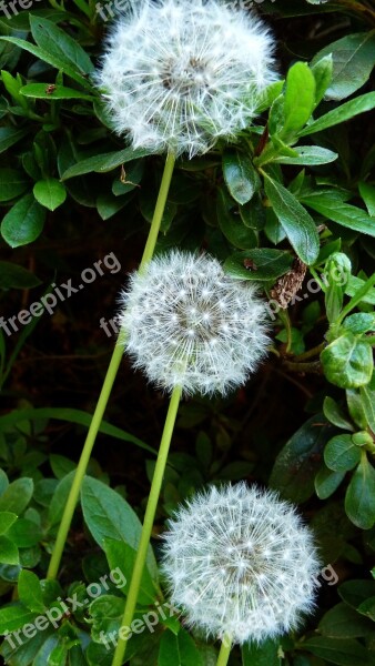 Dandelion Seed Weed Plant Free Photos