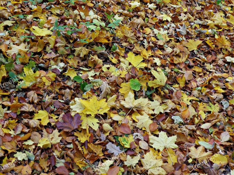 Foliage Autumn Autumn Gold Yellow Leaves Forest