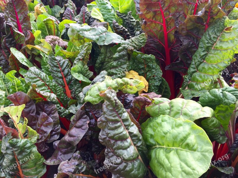 Swiss Chard Leafy Greens Chard Leaves Green