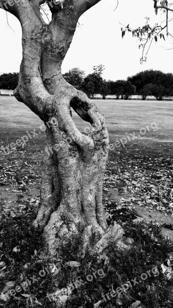 Nature Flying Trunk Old Tree Dry Tree