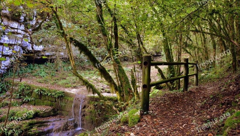 Forest Waterfall Fence Wood Leaves