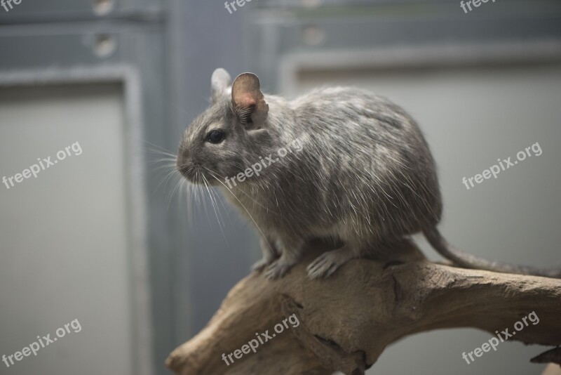 Gerbile Rodent Mouse Animals Gerbil