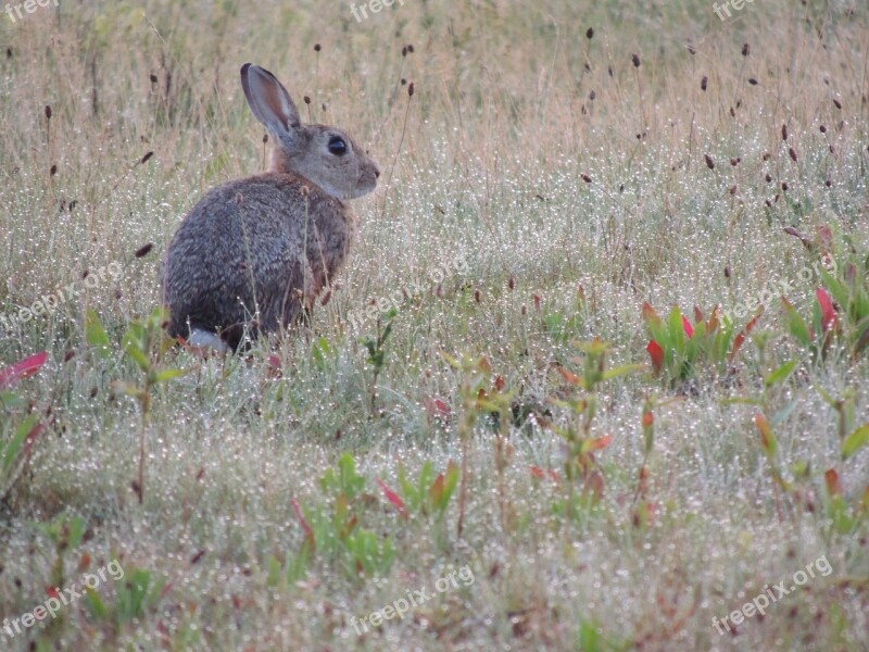 Hare Animal Nature Long Eared Rodent