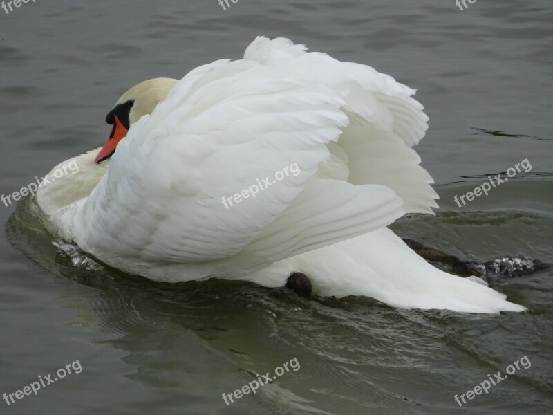 Mute Swan Swan Swan Swimming Cob Riverside