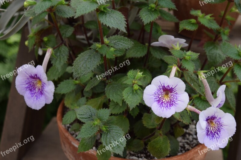 Violet African Violet Flower Rare Greenhouse