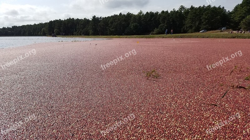 Cranberry Bog Cranberries Massachusetts Farming Agriculture