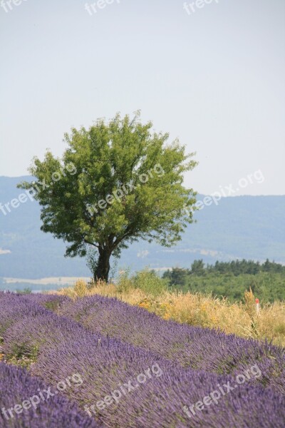 Provence Summer Lavender Blossom Tree In The Lavender Field Free Photos