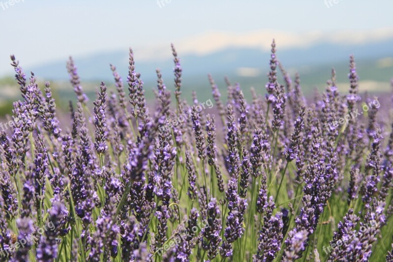 Provence Lavender Field Summer Free Photos