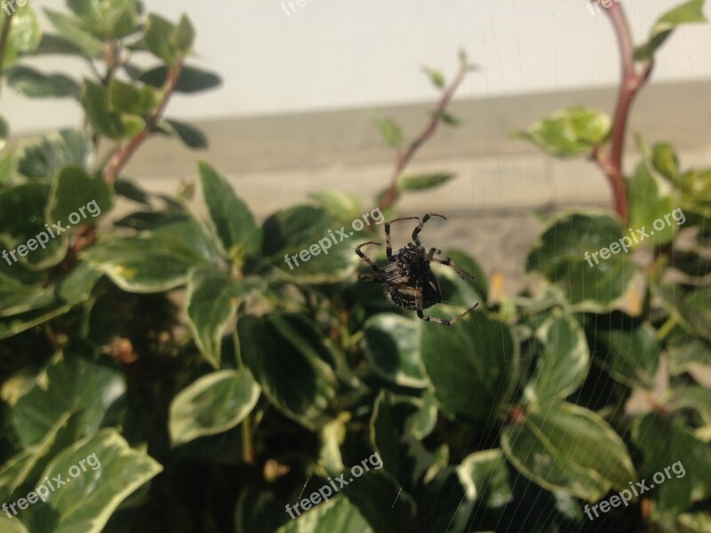 Spider Arachnid Web Predator Hairy Spider