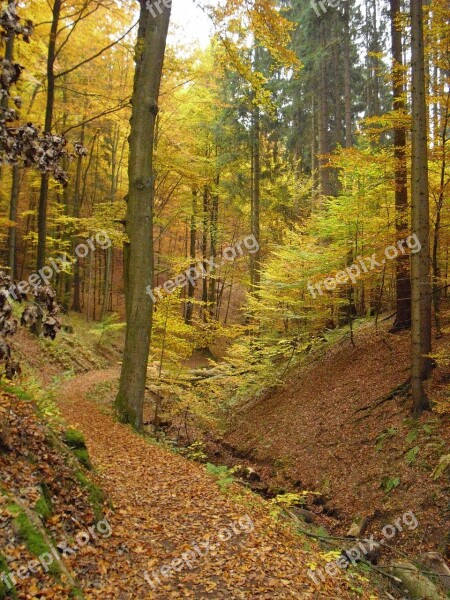 Autumn Forest Golden Autumn Autumn Forest Autumn Sun