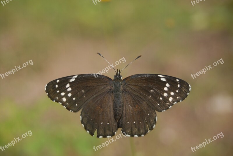 Butterfly Regional Flying Insect Butterfly Tlapa De Comonfort Gro