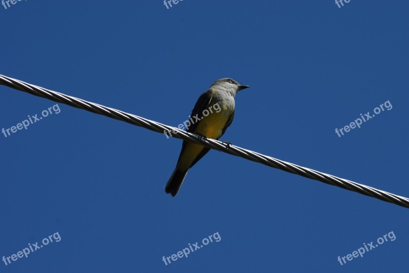 Bird Enjambrero Ave Field Bird Enjambrero