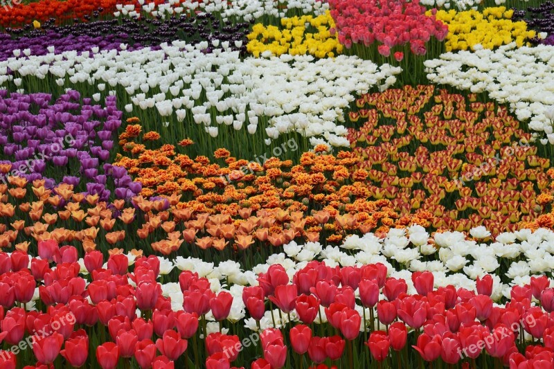 Flowers Color Bright Colors Beautiful Flowers Flower Carpet