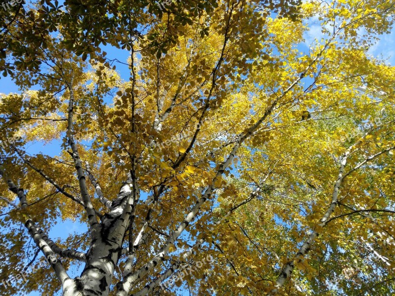 Autumn Nature Autumn Birch Autumn Day Bright Day Yellow Leaves