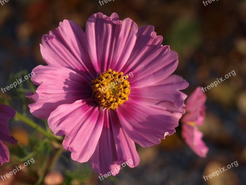 Aster Flower Bloom Free Photos