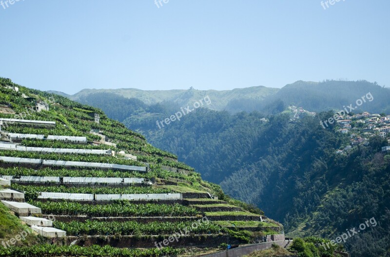 Madera Portugal Nature Plants The Cultivation Of