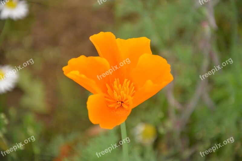 Flower Green Leaves Garden Nature Plant