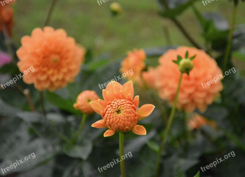 Flowers Button Flower Buds Green Leaves Nature