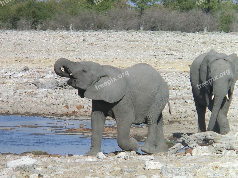 Elephant Africa Drink African Bush Elephant Nature