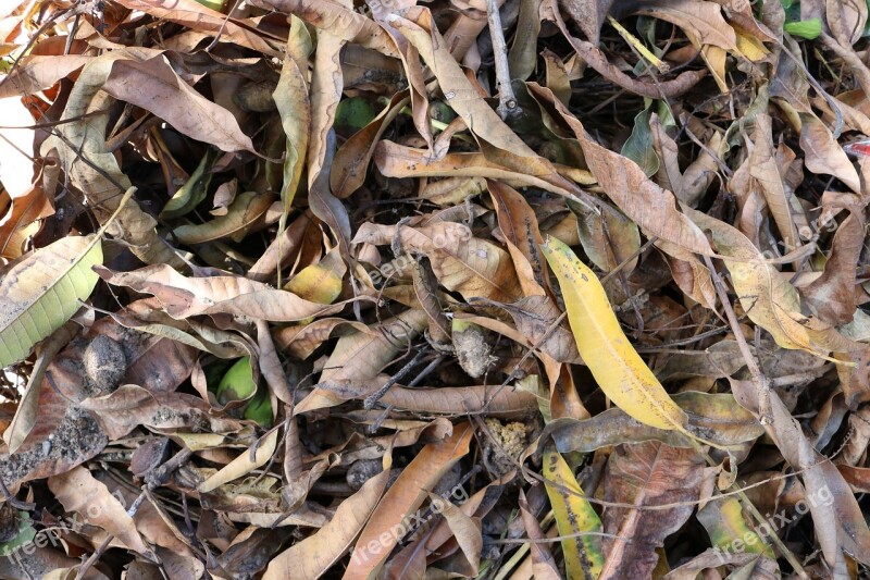 Leaves Dry Leaves Fallen Leaves Dry Leaf Foliage Dries